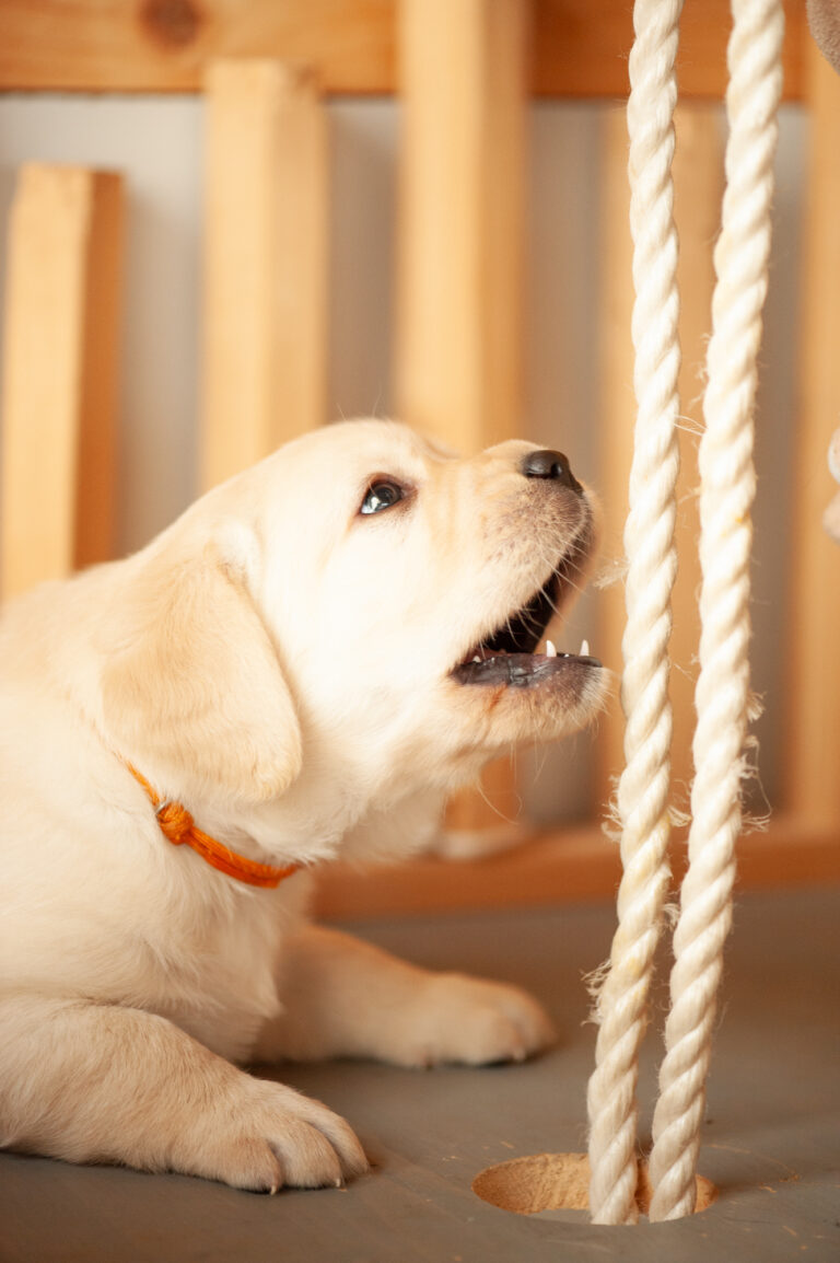 Labrador Welpen VDH Zucht G Wurf 14
