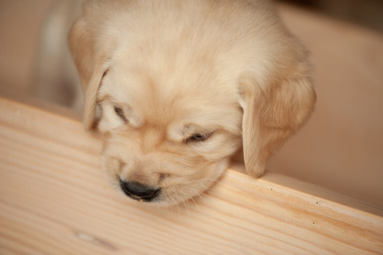 Labrador Welpen VDH Zucht G Wurf 19