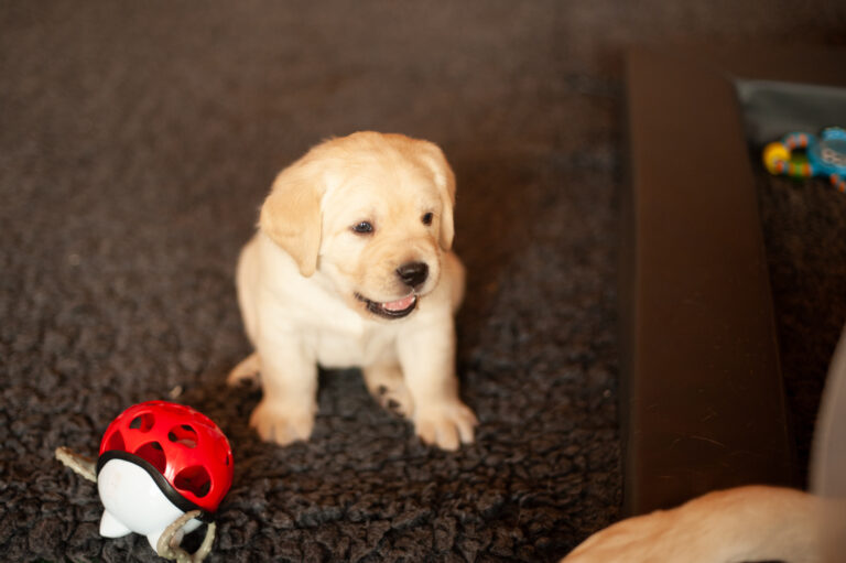 Labrador Welpen VDH Zucht G Wurf 2