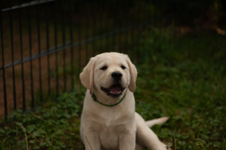 Labrador Welpen VDH Zucht G Wurf 3 2