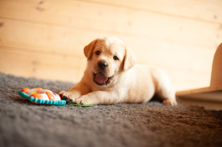 Labrador Welpen VDH Zucht G Wurf 3