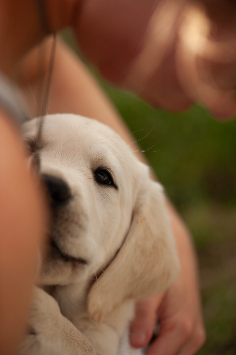 Labrador Welpen VDH Zucht G Wurf 4 2