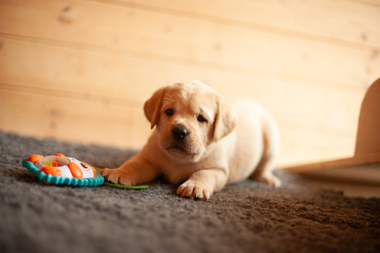 Labrador Welpen VDH Zucht G Wurf 4
