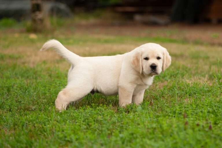 Labrador Welpen VDH Zucht G Wurf 51