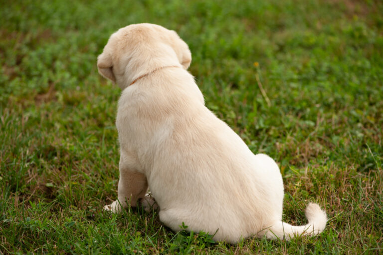 Labrador Welpen VDH Zucht G Wurf 53