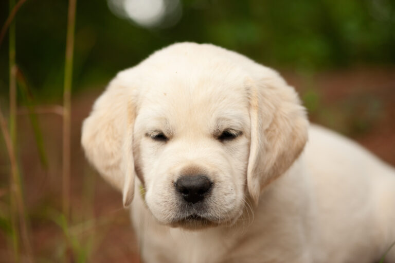 Labrador Welpen VDH Zucht G Wurf 54