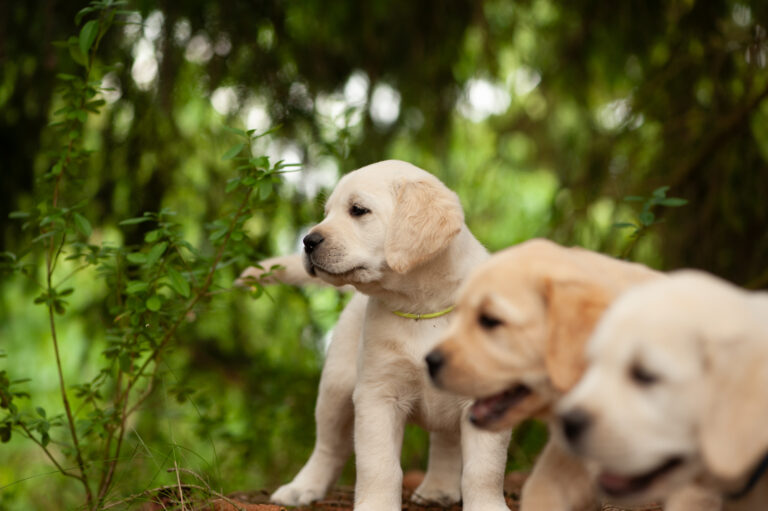 Labrador Welpen VDH Zucht G Wurf 57