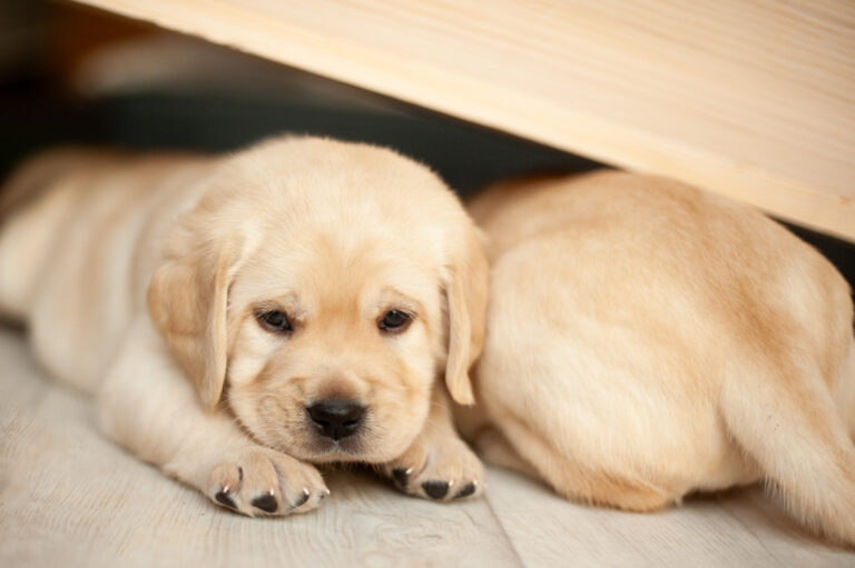 Labrador Welpen VDH Zucht G Wurf 6