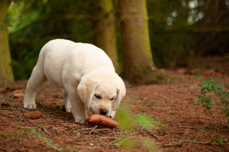 Labrador Welpen VDH Zucht G Wurf 61