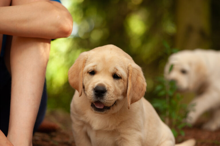 Labrador Welpen VDH Zucht G Wurf 63