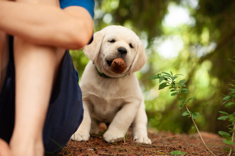 Labrador Welpen VDH Zucht G Wurf 64