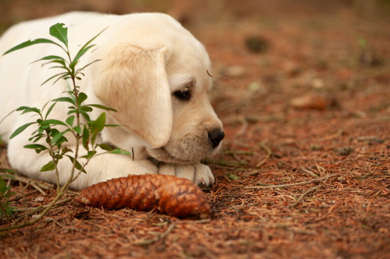 Labrador Welpen VDH Zucht G Wurf 66