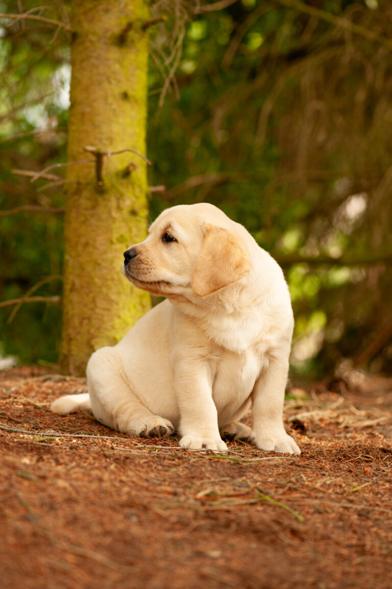 Labrador Welpen VDH Zucht G Wurf 69