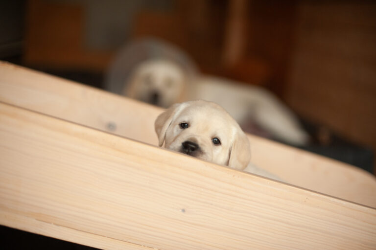 Labrador Welpen VDH Zucht G Wurf 8