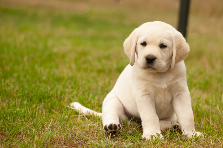 Labrador Welpen VDH Zucht G Wurf 83