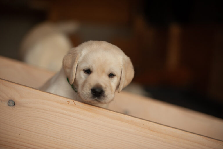 Labrador Welpen VDH Zucht G Wurf 9