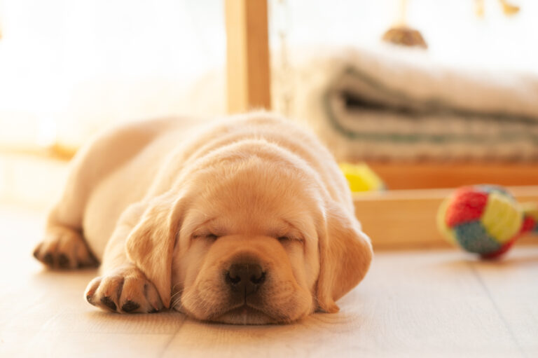 Labrador Welpen A Wurf (13)