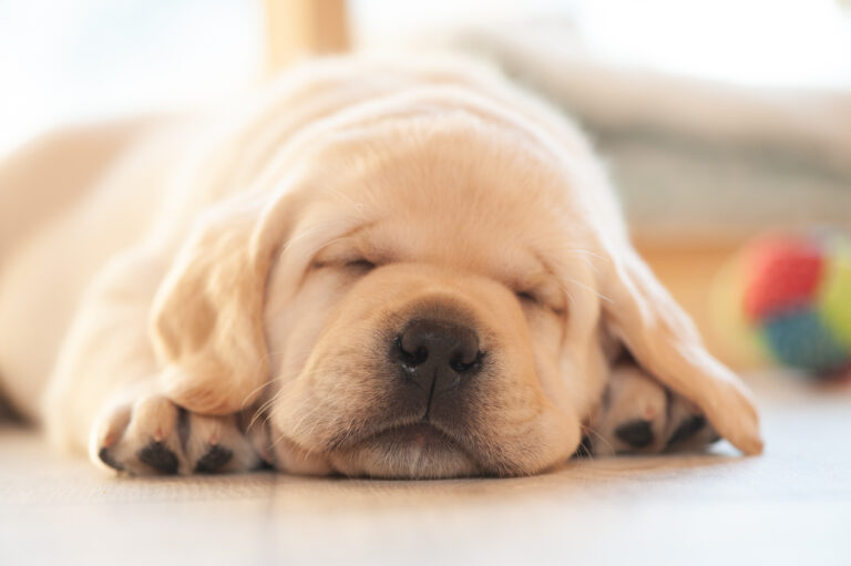 Labrador Welpen A Wurf (16)