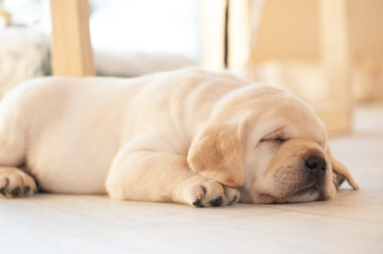 Labrador Welpen A Wurf (18)