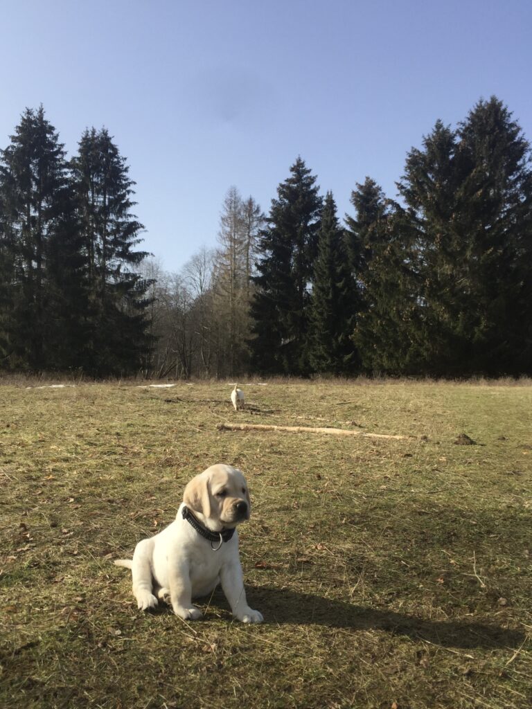 Labrador Welpen A Wurf (24)