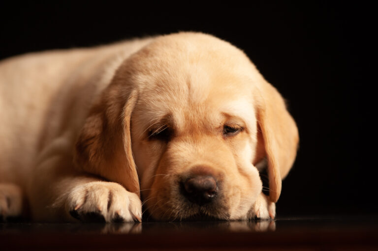 Labrador Welpen A Wurf (28)