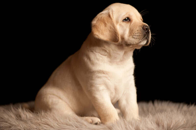 Labrador Welpen A Wurf (29)