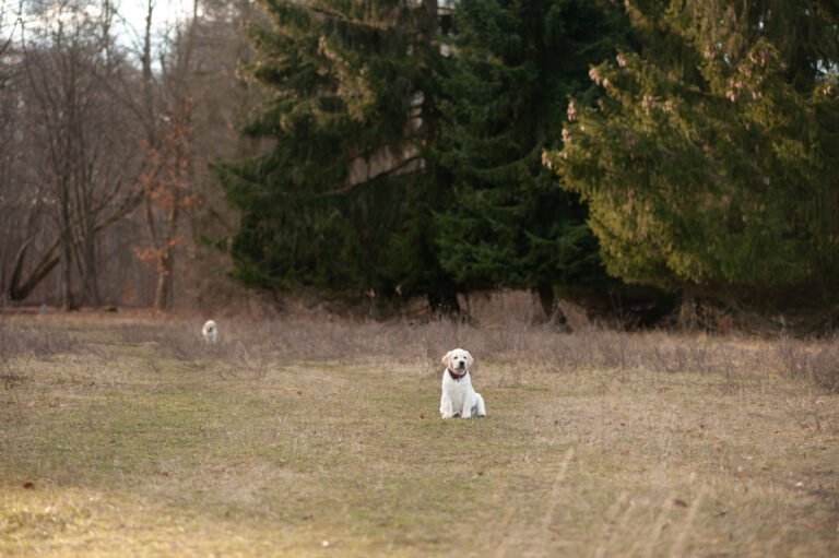 Labrador Welpen A Wurf (38)