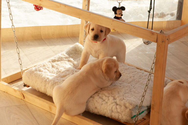 Labrador Welpen A Wurf (4)