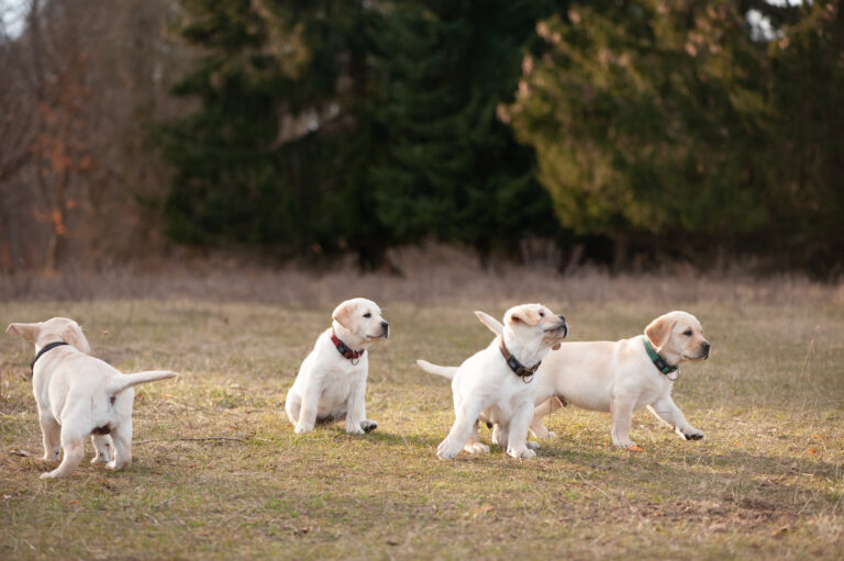 Labrador Welpen A Wurf (44)