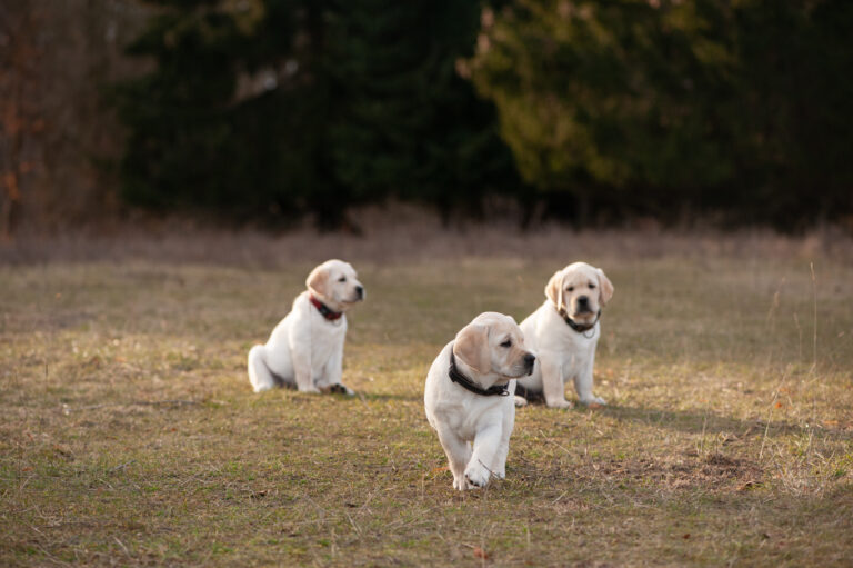 Labrador Welpen A Wurf (46)