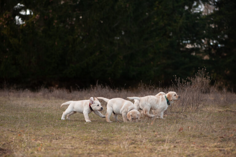 Labrador Welpen A Wurf (50)