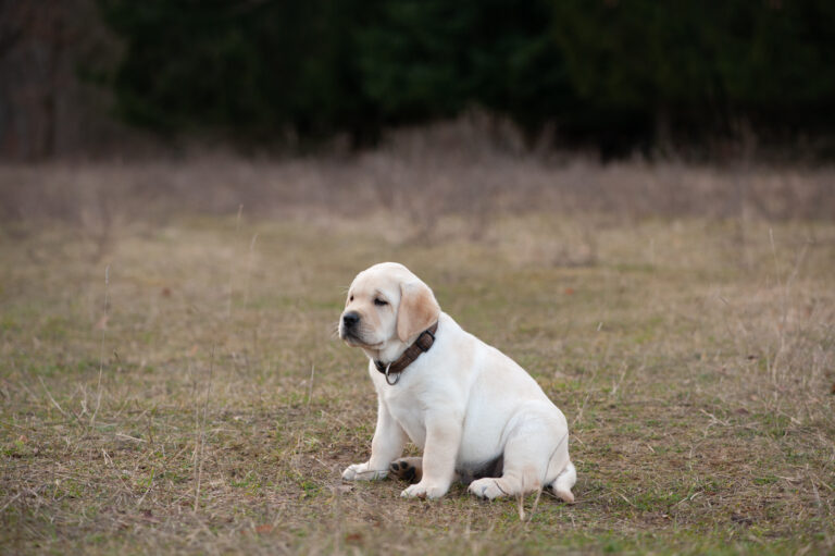 Labrador Welpen A Wurf (54)