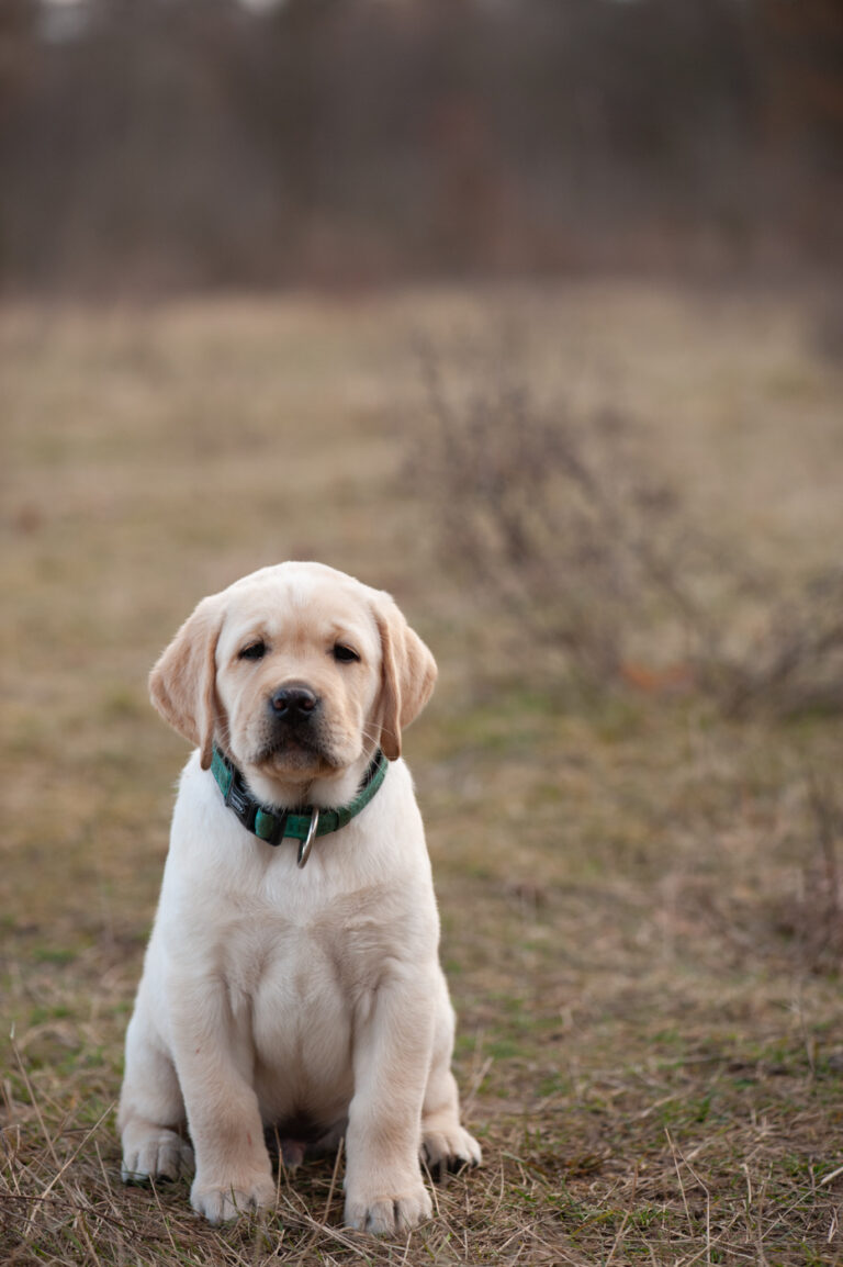 Labrador Welpen A Wurf (56)