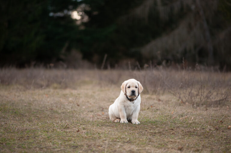 Labrador Welpen A Wurf (58)