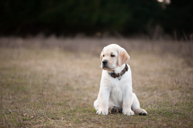 Labrador Welpen A Wurf (60)
