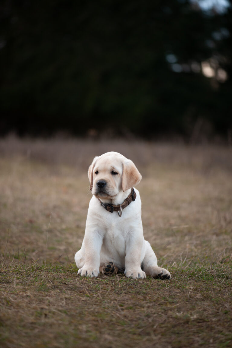 Labrador Welpen A Wurf (61)