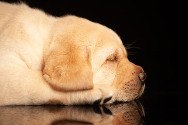 Labrador Welpen A Wurf (7)