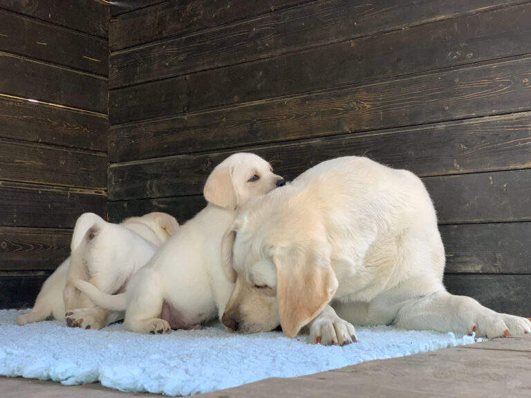 Labrador Welpen B Wurf 14