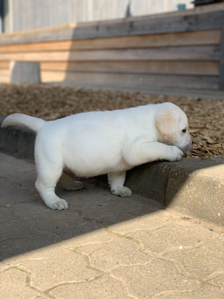 Labrador Welpen B Wurf 15