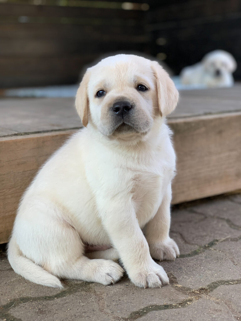 Labrador Welpen B Wurf 17