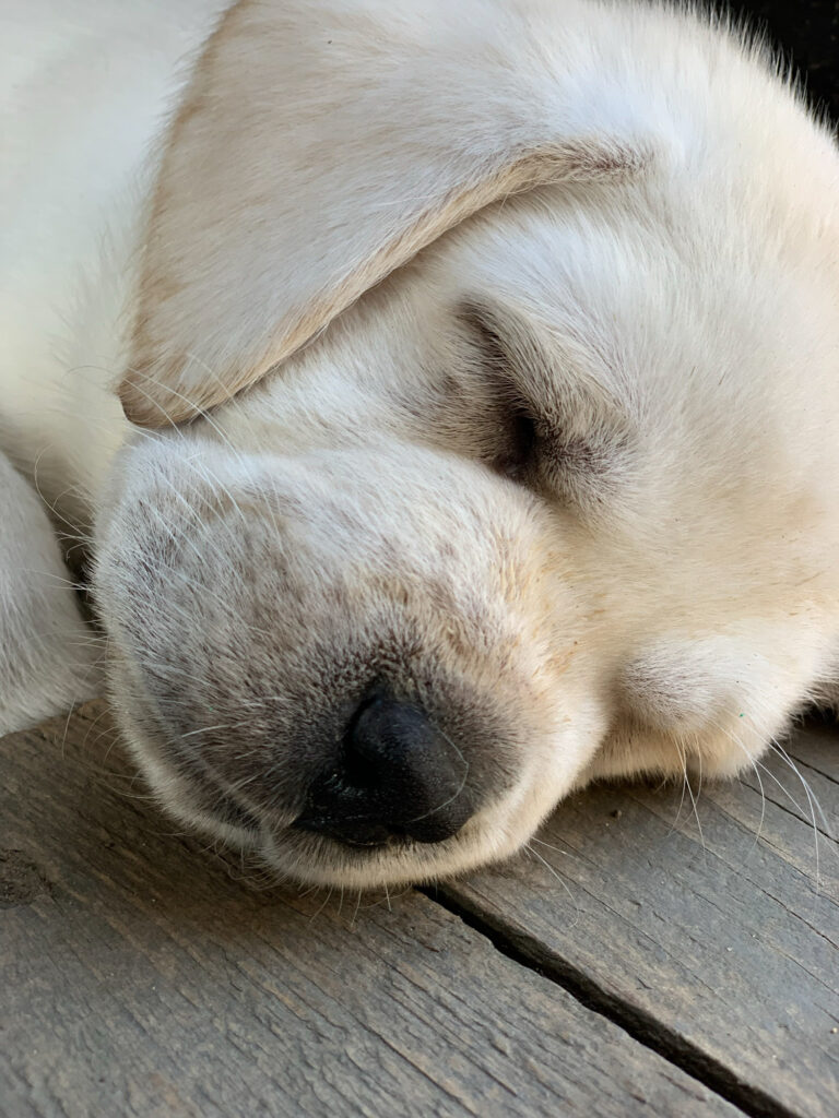 Labrador Welpen B Wurf 18