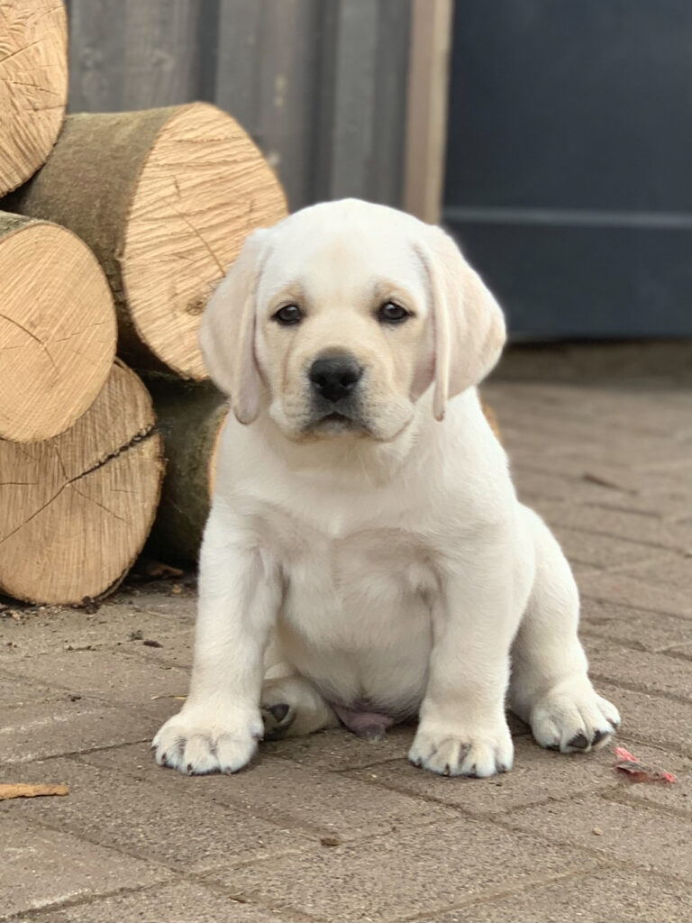 Labrador Welpen B Wurf 20