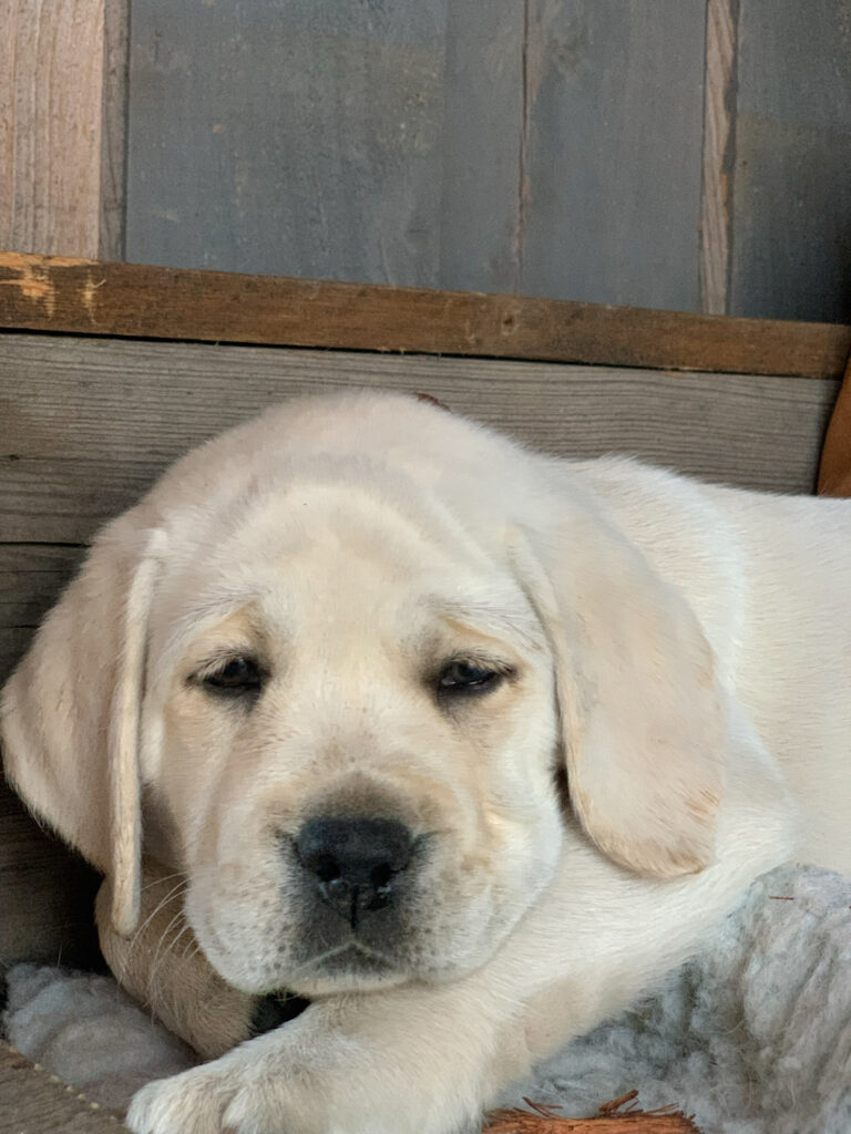 Labrador Welpen B Wurf 25