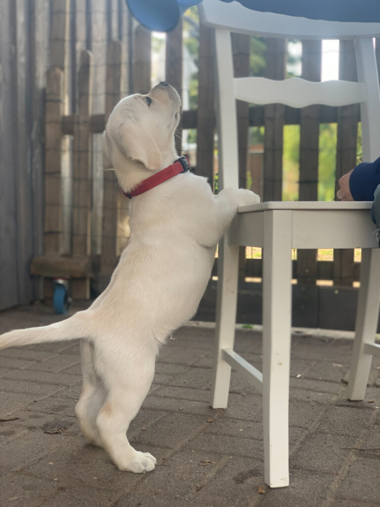 Labrador Welpen B Wurf 28