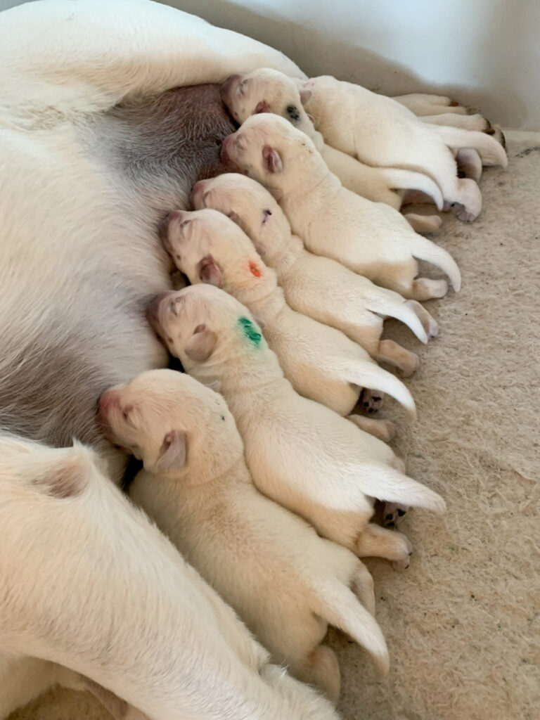 Labrador Welpen B Wurf 3