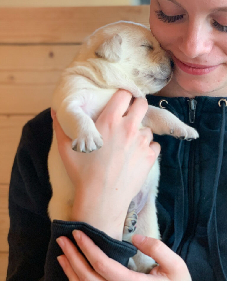 Labrador Welpen B Wurf 4