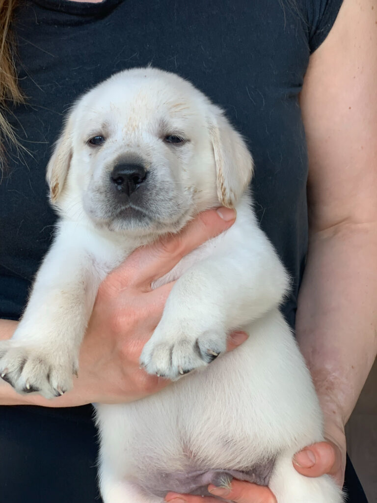 Labrador Welpen B Wurf 5