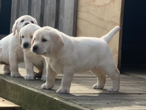 Labrador Welpen C Wurf 10