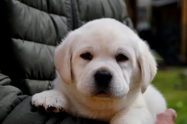 Labrador Welpen C Wurf 12