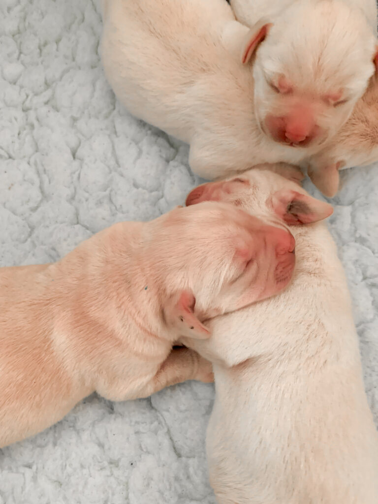 Labrador Welpen C Wurf 3